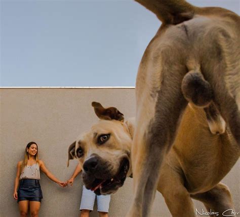 This Couple Brought Their Dog To Their Pre-Wedding Photoshoot, And It Quickly Stole The Show (10 ...