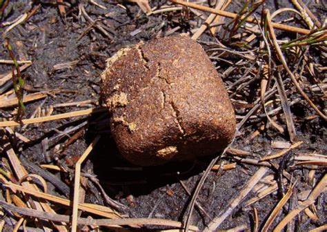 Biophysicists strain to reveal why wombats have cube-shaped poo ...