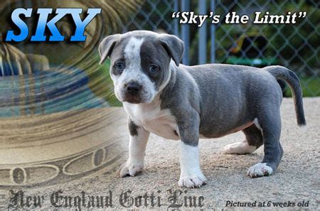 East Coast Gotti Line Bully, Dogs Produced Page 1 Pitbull Breeders ...