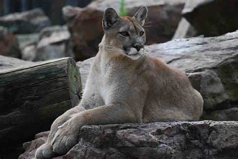 Bobcat Predators: What Eats Bobcats? (5 Natural Enemies)