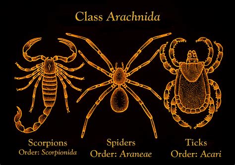 Arachnida | Tubuh Nihil