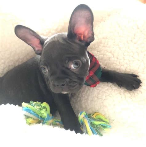 500+ Ideas For French Bulldog Names - The Ultimate Guide