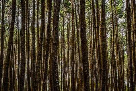 Hutan Pinus Pictures | Download Free Images on Unsplash