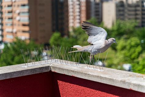 Important Benefits of Bird Prevention on Your Property | The Dead Pest Society