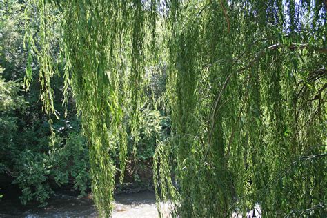 Weeping Willow Tree Close Up Free Stock Photo - Public Domain Pictures