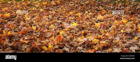 Autumn Leaves, Ontario, Canada Stock Photo - Alamy