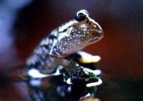 Mudskipper Care and Maintenance | What You Need To Know