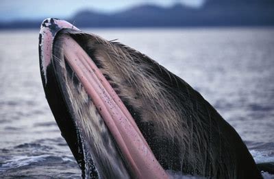 How Baleen Whales Work | HowStuffWorks