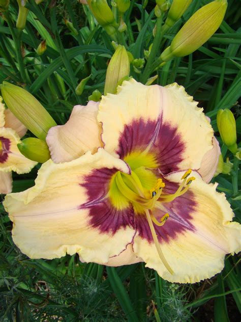 OAK HILL DAYLILIES - INFINITY & BEYOND