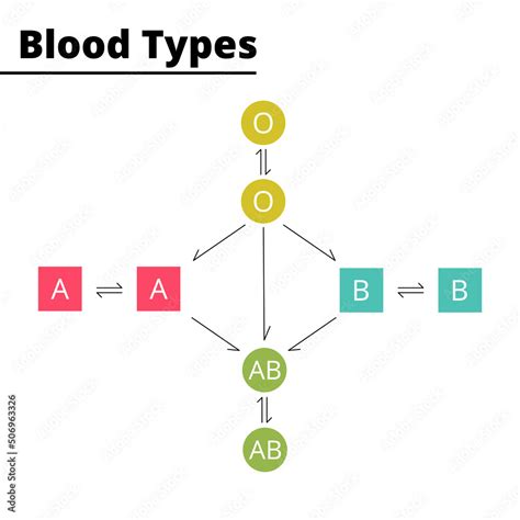 Blood types compatibility diagram. ABO blood group system. Vector ...