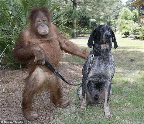 Unlikely Animal Friendships (50 pics)