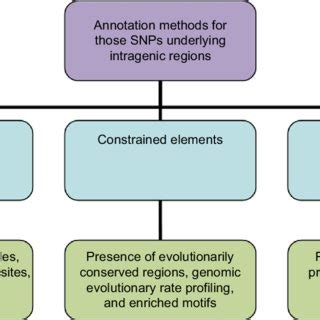 Approaches in identifying the candidate SNPs: the SNPs are annotated... | Download Scientific ...