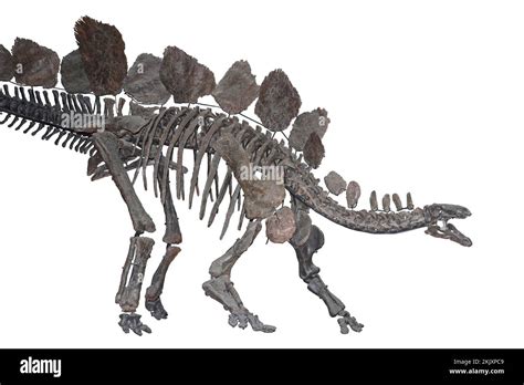 Sophie the stegosaurus isolated hi-res stock photography and images - Alamy