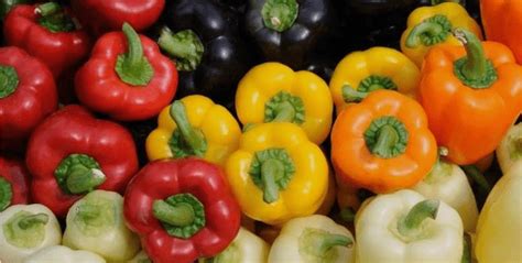 Different Types & Varieties of Bell Peppers (With Names and Pictures ...