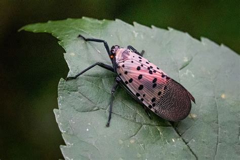 The United States' invasive species crisis, in pictures | Salon.com