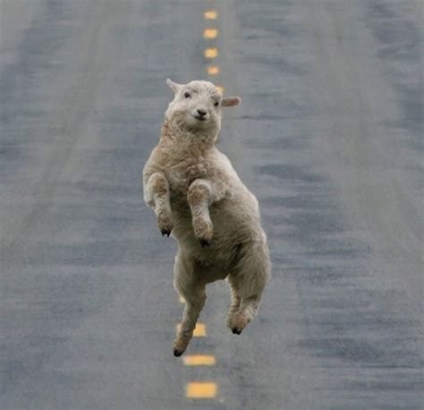 28 Animals Who Have Better Dance Moves Than You