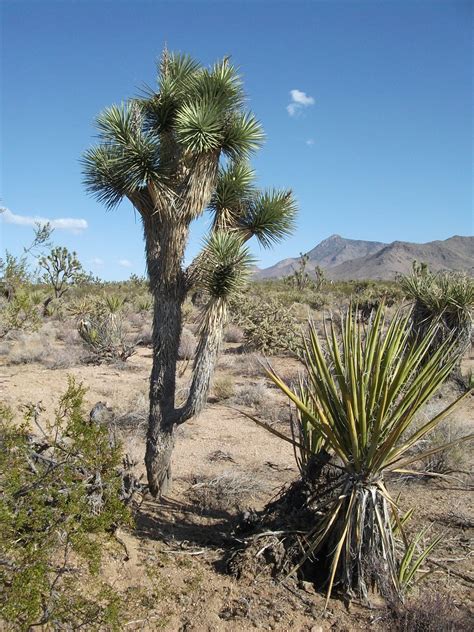 Desert Plants | Arizona Desert | Terry Hassan | Flickr