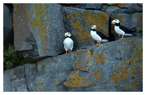 horned-puffins - Natures Images