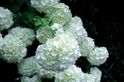 White Hydrangea | White hydrangea, Nature photography, Hydrangea