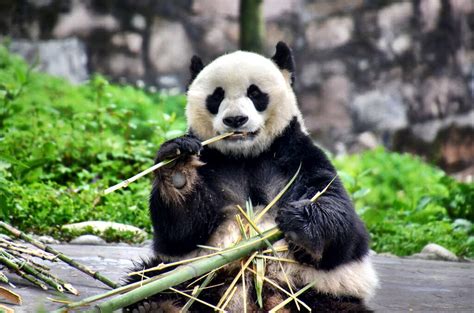 Spending The Day With Pandas in China