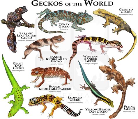 Geckos of the World Poster Print - Etsy | Cute reptiles, Reptiles ...