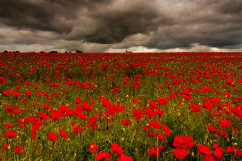 Poppy Field (Chollerford) | Poppy field under a darkened sky… | Flickr