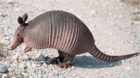 Armadillo Facts: 20 Interesting Facts About Armadillos