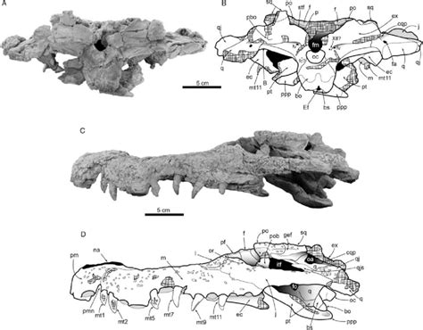 Posterior (A, B) and lateral (C, D) views of the skull of... | Download Scientific Diagram