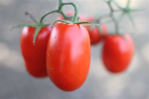 It's Tomato Harvesting Time - Jovial Foods