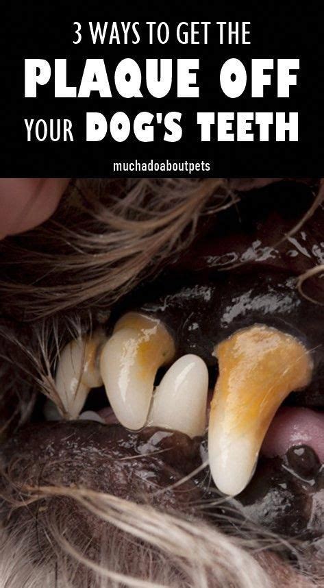 How to Keep Your Dog's Teeth Clean | Dog teeth, Dog teeth cleaning, Teeth cleaning