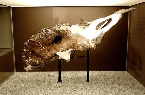 Pachyrhinosaurus skull | Prehistoric animals, Fossils, Prehistoric