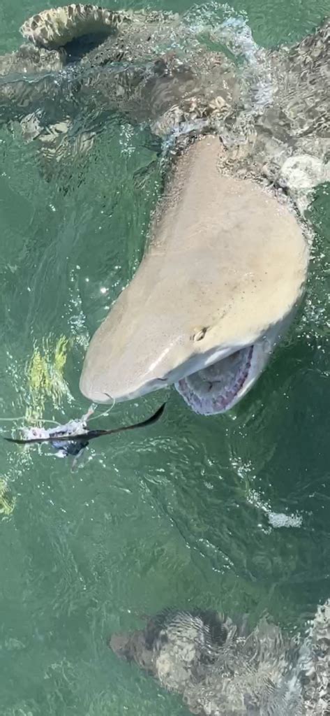 Key West Shark Feeding - Cheap Fishing Key West, Florida Fishing