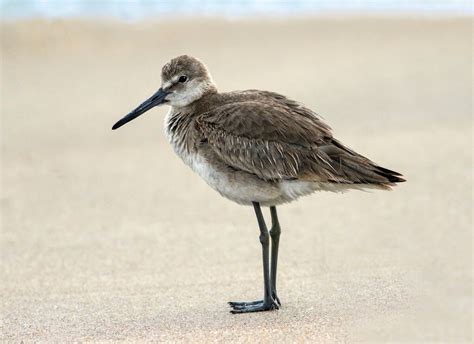 Willet (Tringa semipalmata) - Sebastian Inlet | Pet portraits, Wildlife ...