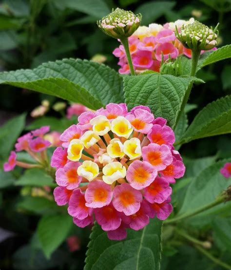 Lantana – Stow Garden Center