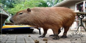 Why Do Capybaras Poop in Water and Why They Eat Their Poop?