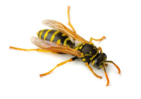 Wasps - eWasp