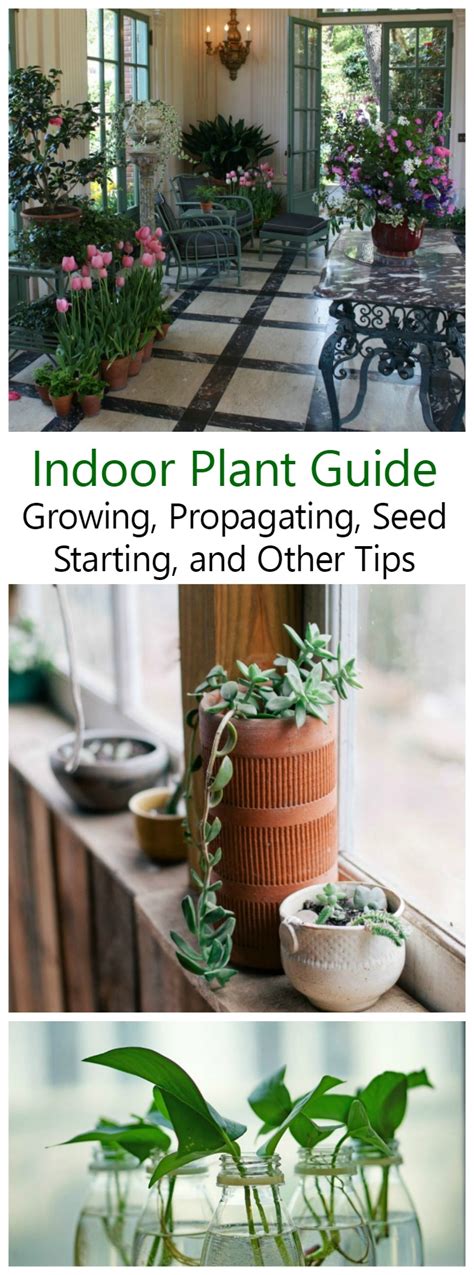 Growing Indoor Plants - A Guide to Choosing and Growing Plants Inside