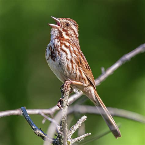 Singing Song Sparrow Photograph by Dale Kincaid - Fine Art America