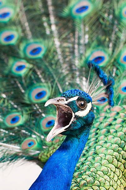 Peacock Calls Stock Photos, Pictures & Royalty-Free Images - iStock