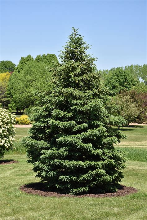 Black Hills Spruce (Picea glauca var. densata) in Columbus Dublin Delaware Grove City Gahanna ...