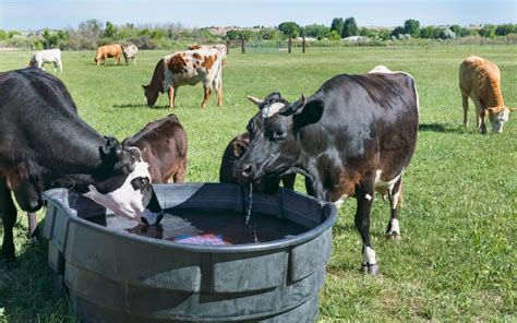 Tips To Remember When Installing Water Troughs At A Farmhouse | Find ...