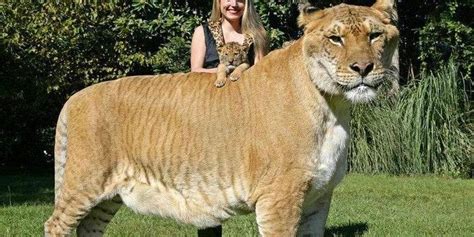 Ligers Facts: 11 Things You Didn't Know About These Lion-Tigers