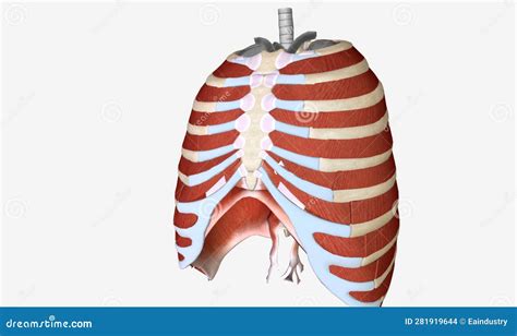 Muscles Of The Thoracic Wall Chest Muscles Anatomy Yo - vrogue.co