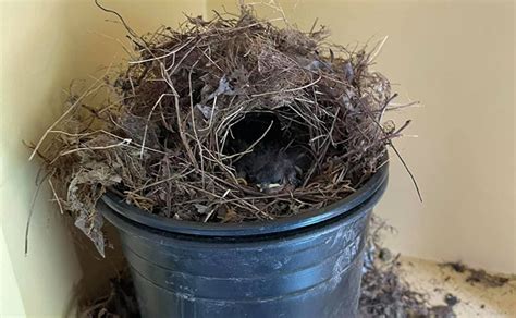 Carolina Wren: Nest and Eggs - Avian Report