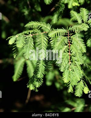 Dawn Redwood Leaves, Metasequoia glyptostroboides Stock Photo - Alamy