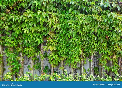 Ivy plant on wall stock photo. Image of greenery, botanical - 29985862