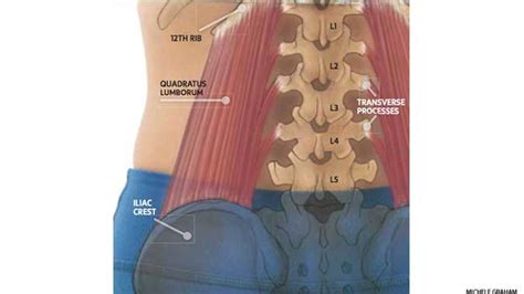 Quadratus Lumborum Muscle