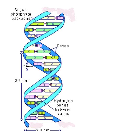 Origami Dna Double Helix Model