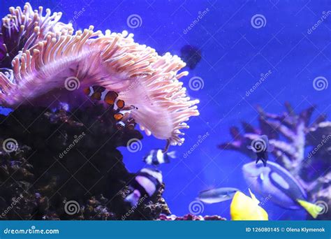 Clown Fish on a Coral Reef. Stock Image - Image of fish, caribbean ...