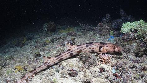 New species of walking sharks found north of Australia | KidsNews